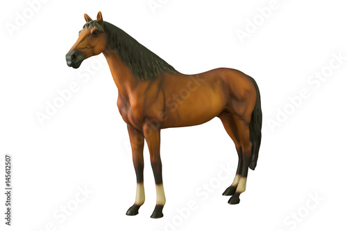 Wild brown horse standing isolated on white background