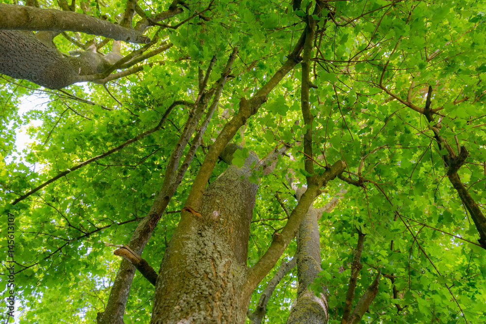 Obraz premium Sommer im Wald mit grüner Farbe