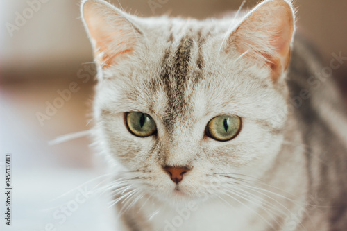Close-up view of the beautiful scottish cat. Scottish straigth breed - cat colored with the silver marble color
