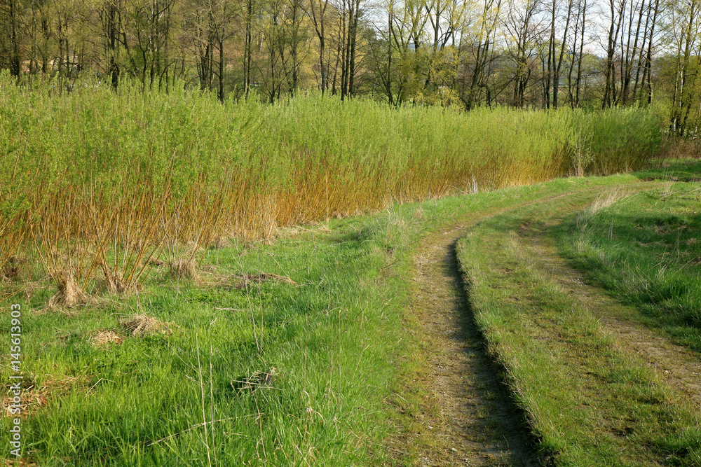 Plantation energy of willow (salix) plants grown by spring sunrise Plantation energy of willow (salix) plants grown by spring sunrise
