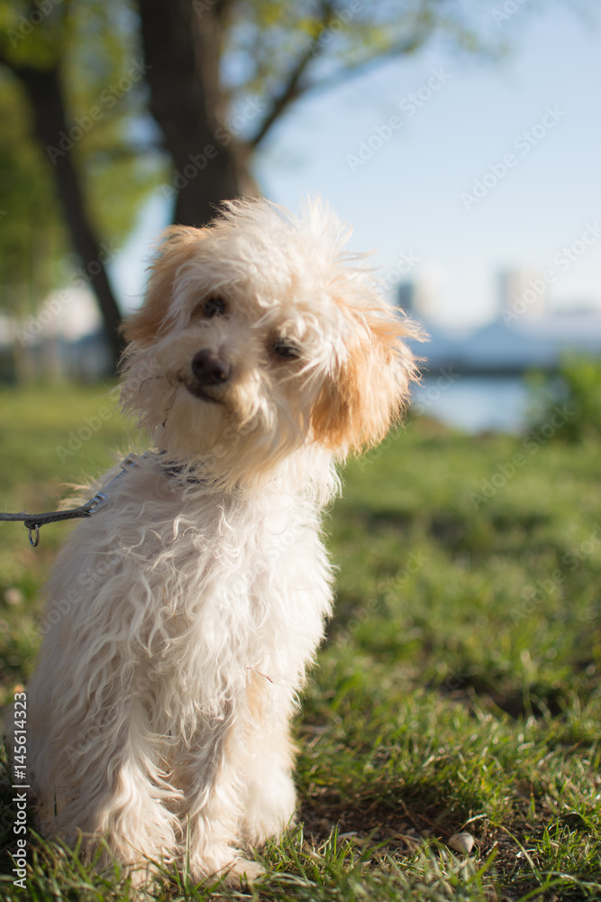 Kleiner süsser Hund steht auf saftig grüner Wiese und die Sonne scheint hell mit Flusspromenade im Hintergrund.