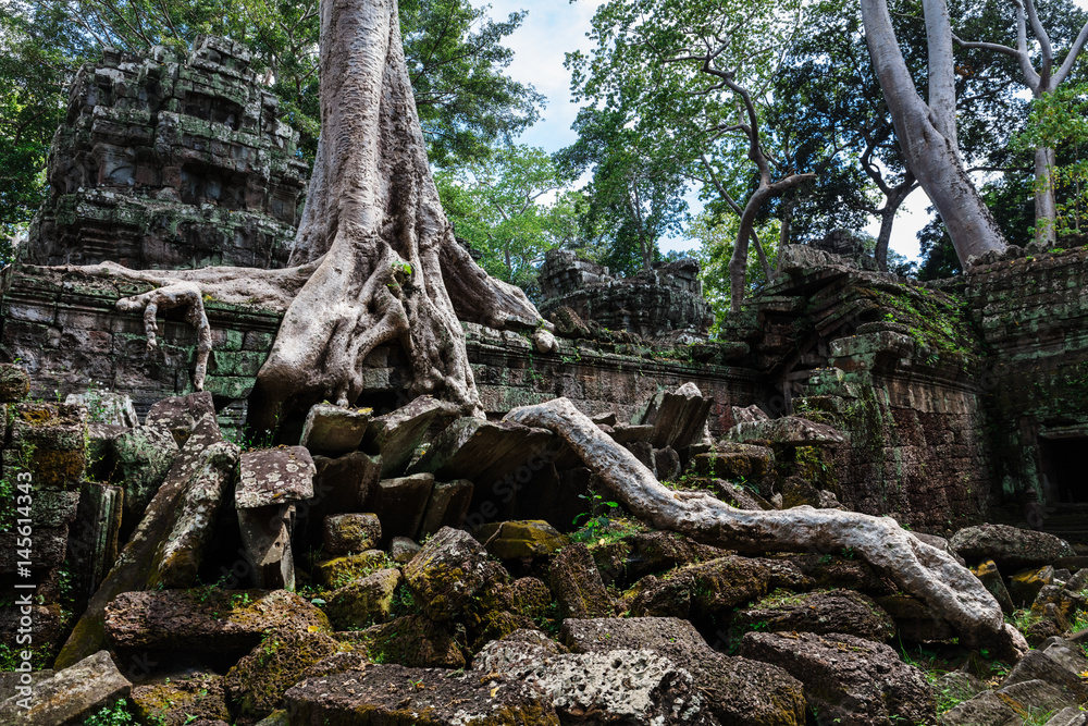 temple ruins of Ta Prohm with giant tree