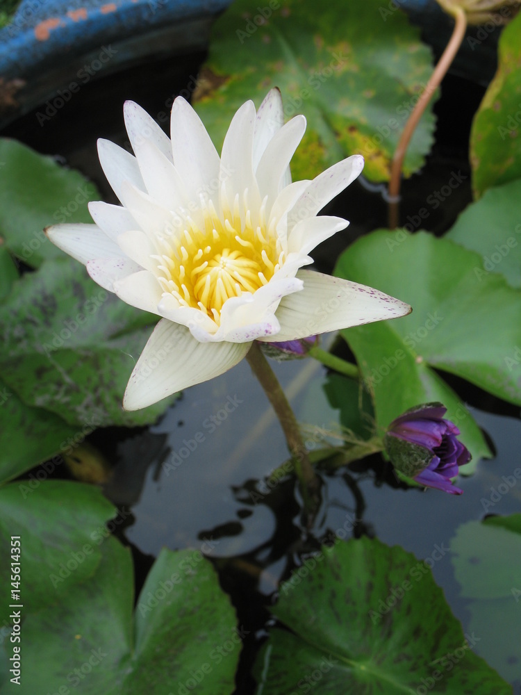 White lotus in a blow