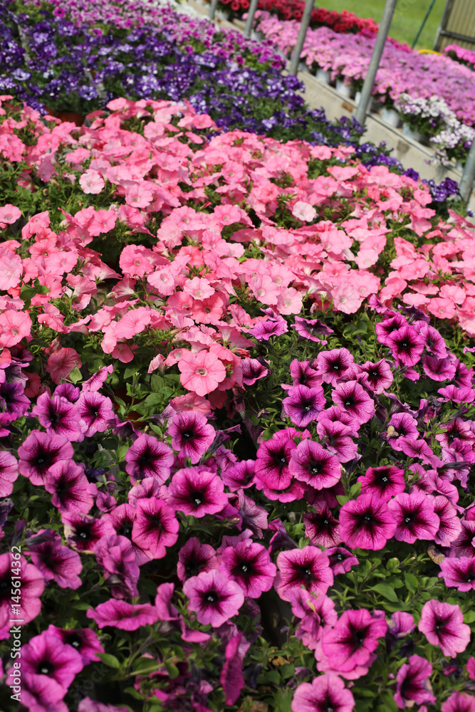 backgrounds of many petunia flowers in spring