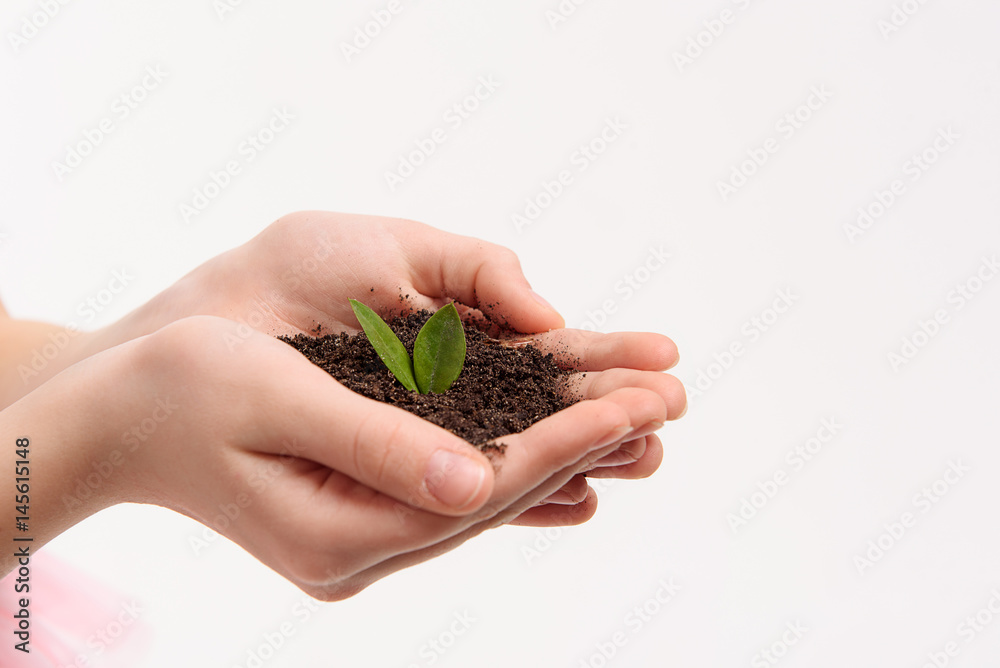 Dark soil with green leaves at palms Dark soil with green leaves at palms