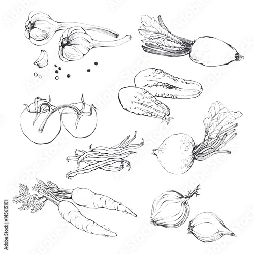 Set, collection of various hand drawn vegetables. Sketches of different food