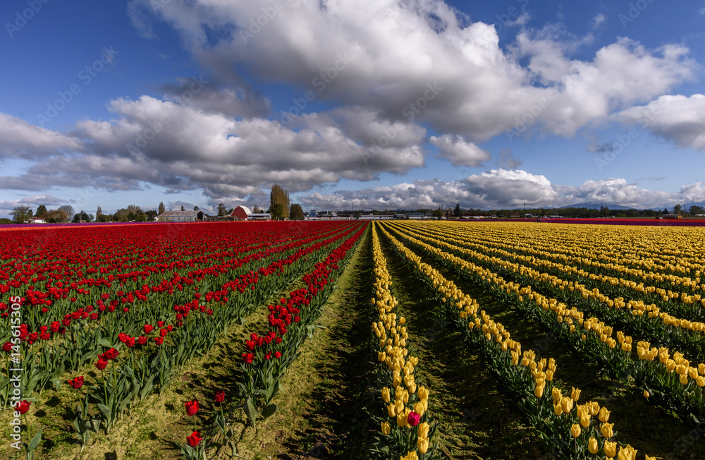 Skagit Valley 1191