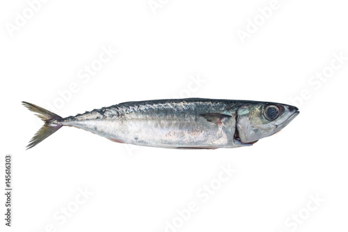 Fresh fish Mackerel
