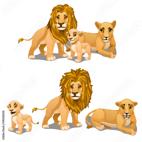 Family of lions, mother, father and baby. Vector