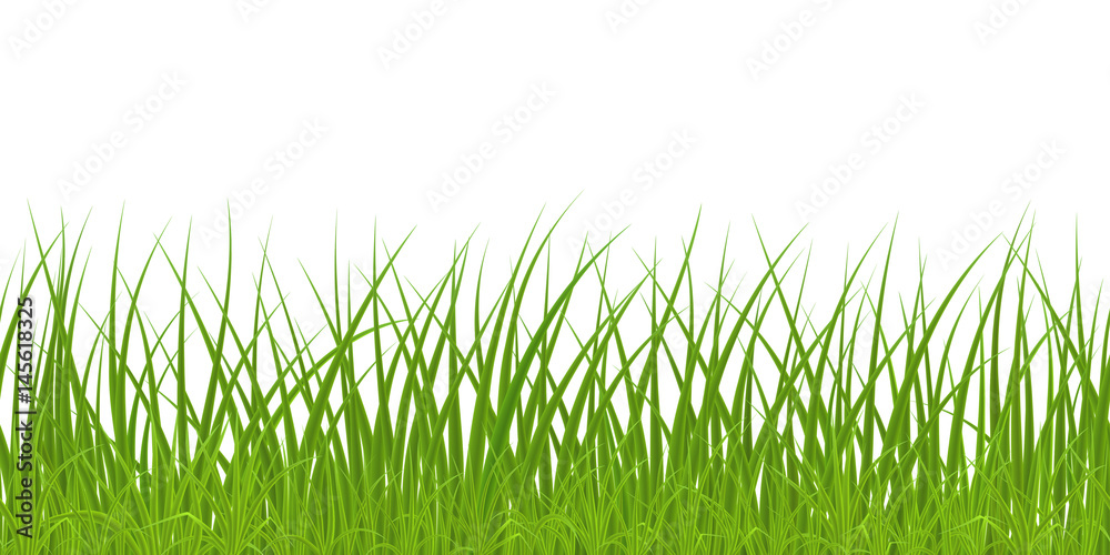 Obraz premium High quality green grass on white background, seamless vector illustration.