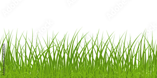 High quality green grass on white background, seamless vector illustration.