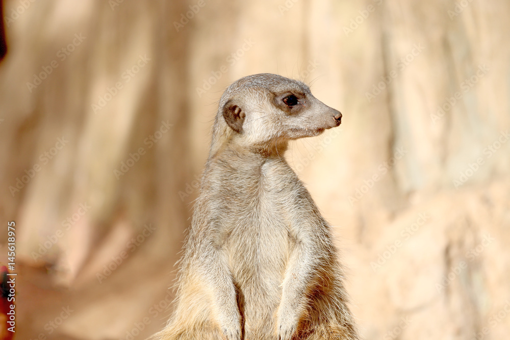 Fototapeta premium jerboa sitting on a stone and looks aside