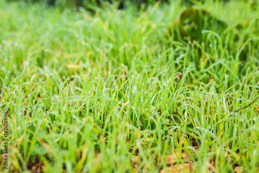 water drops on the green grass close up water drops on the green grass close up