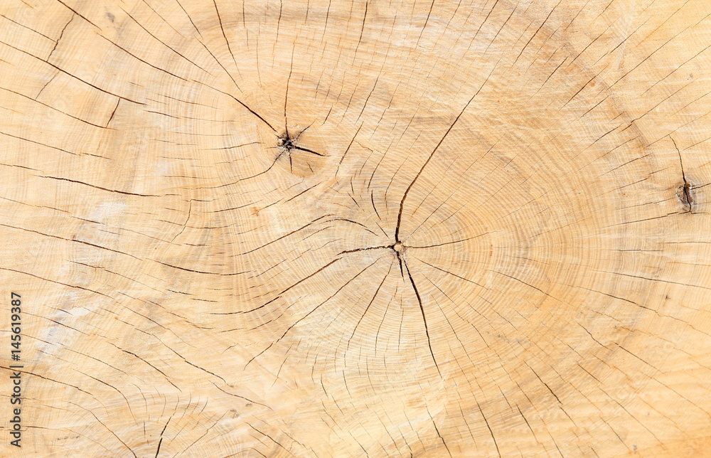 Fototapeta premium Tree rings texture background