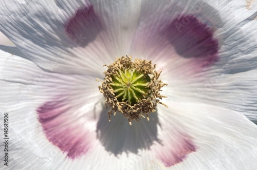 Detail of opium poppy in Latin papaver somniferum photo