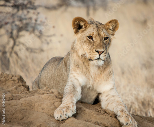 Young Lion at Sunset