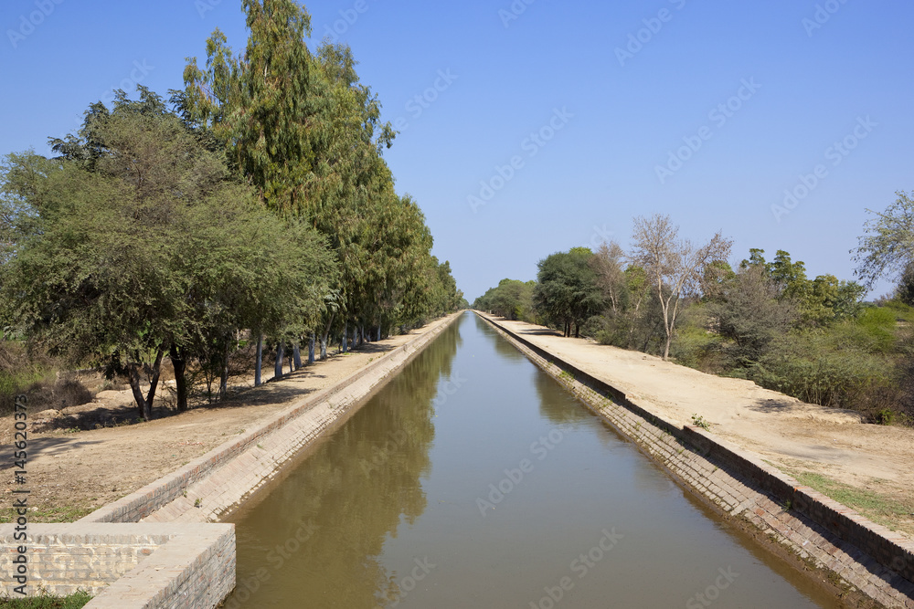 rajasthan canal with eucalyptus trees