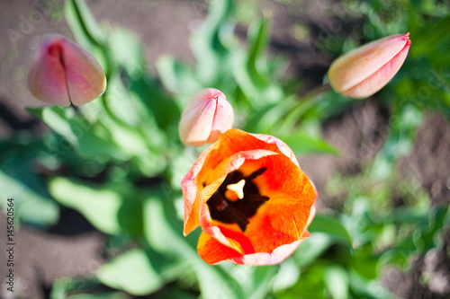 Flowers tulips are red-yellow on a background of green photo
