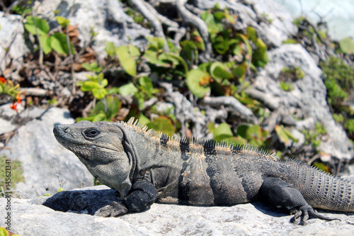 Iguana nelle rovine Maya