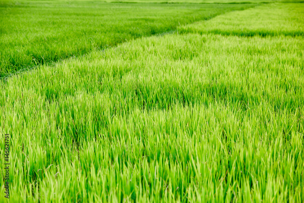 Meadow Green rice grass field.