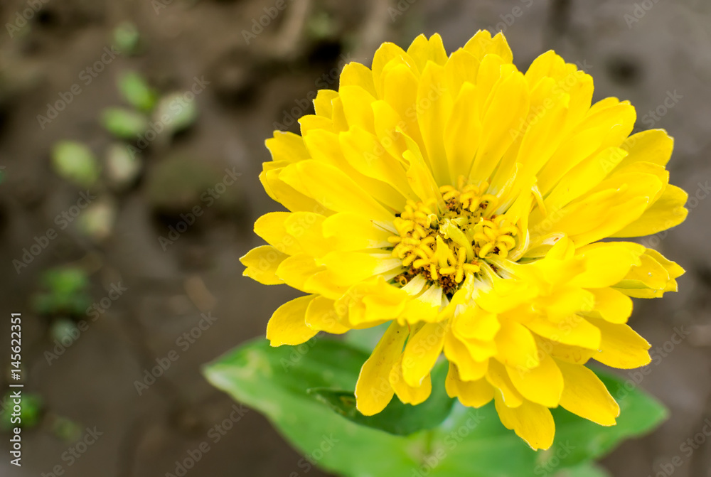 Fototapeta premium Zinnia flower