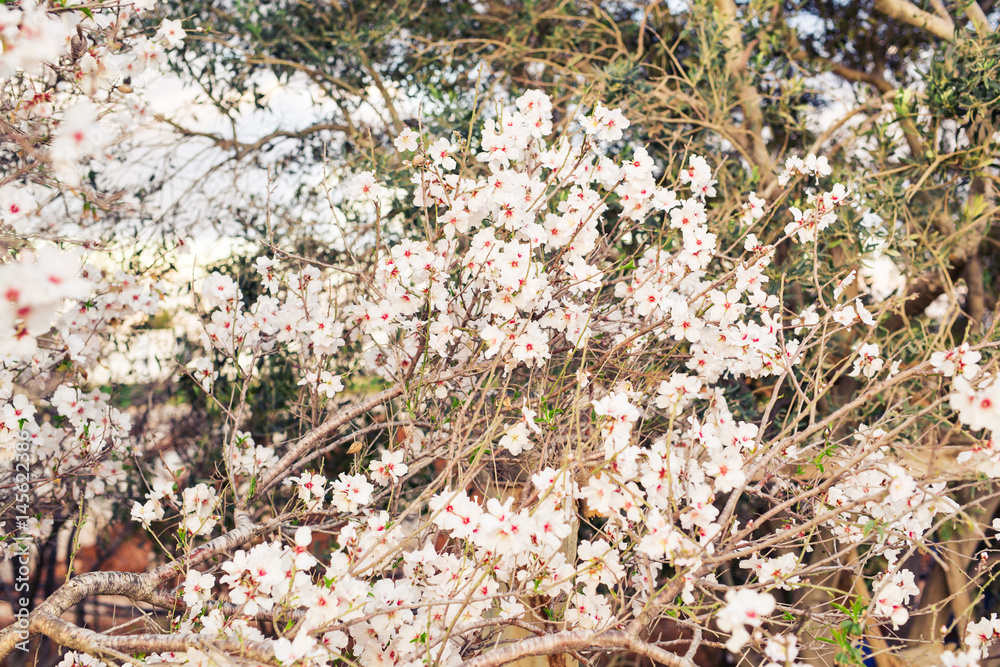 beautiful closeup spring blossoming tree beautiful closeup spring blossoming tree