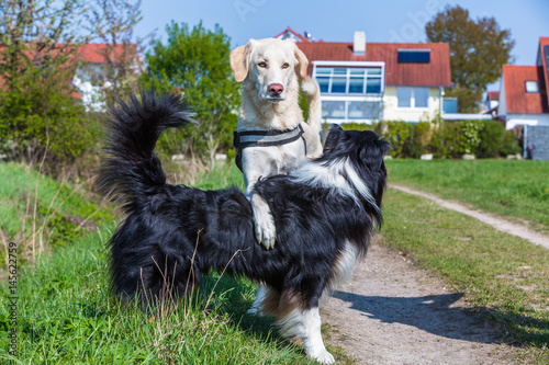Fototapeta Naklejka Na Ścianę i Meble -  Dominanz bei Hunden