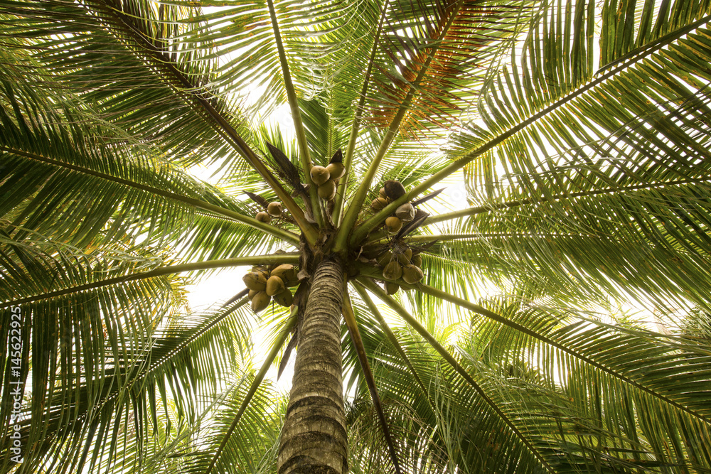 Fototapeta premium Coconuts in palm trees of south Florida.