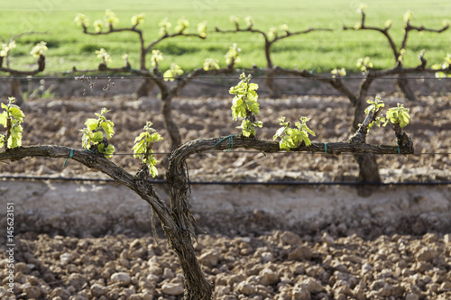 Vineyards