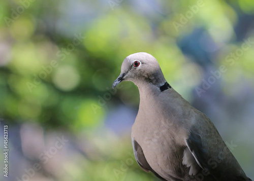 Collared dove bird © meisterdragon