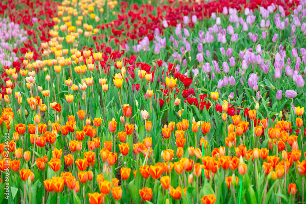 Tulip flower field for background or nature postcard. Tulip flower field for background or nature postcard.