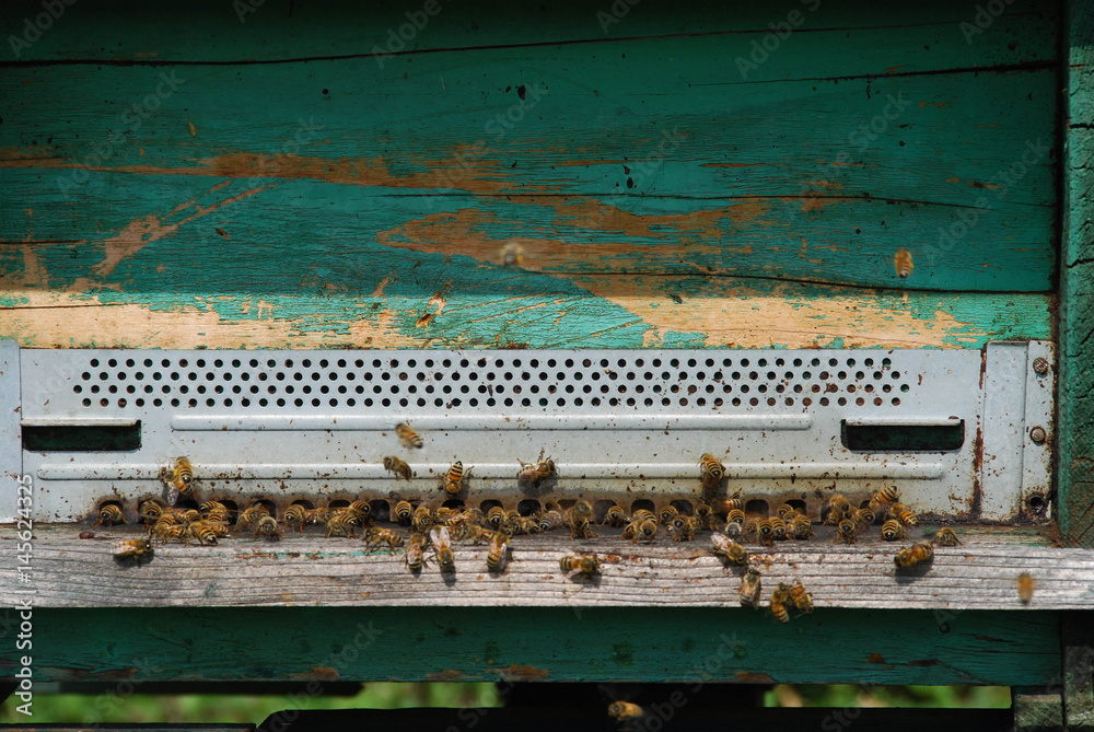 bees bees