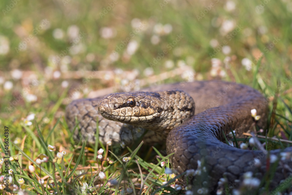 Fototapeta premium Smooth snake in spring grass. Reptile Coronella austriaca