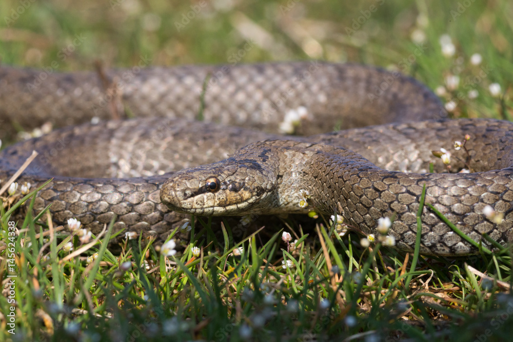 Smooth snake Coronella austriaca preparing to attack. Reptile curled rings Smooth snake Coronella austriaca preparing to attack. Reptile curled rings