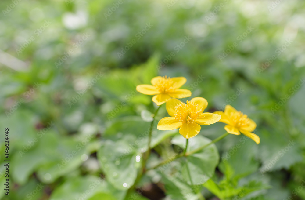 Obraz premium Caltha palustris, known as marsh-marigold and kingcup