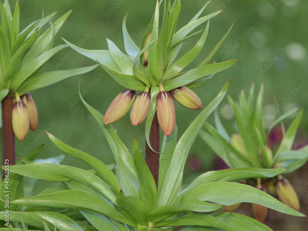 Geschlossene Blüte an Kaiserkrone Geschlossene Blüte an Kaiserkrone
