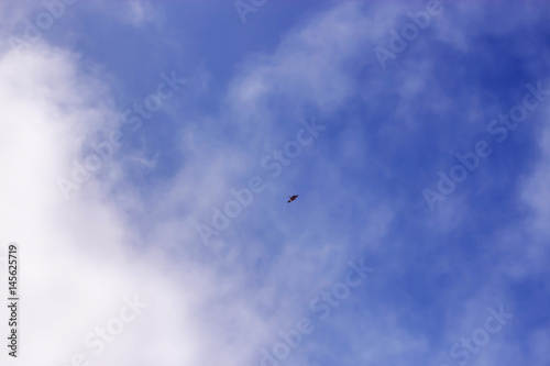 bird of prey in the blue sky