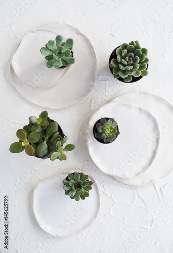Minimalistic still life with ceramic plates and green succulents