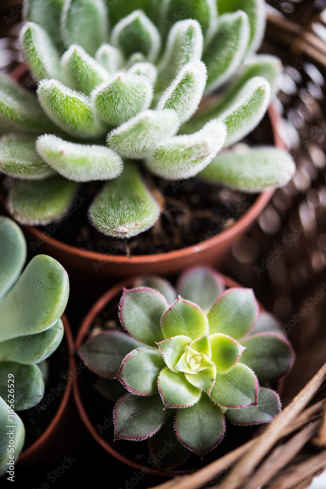 Green house plants potted, succulents in a basket