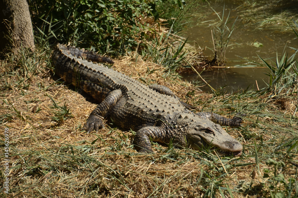 Obraz premium cocodrilo tomando el sol