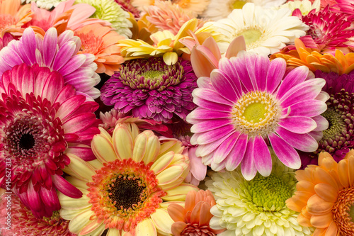 Background of multicolored bright gerberas, horizontal