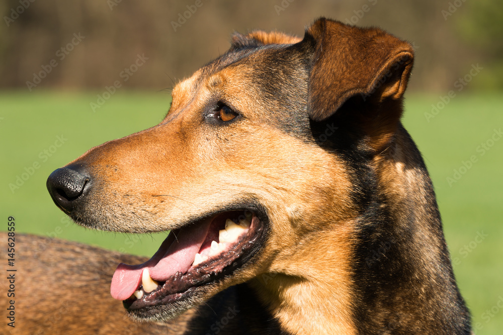 portrait of a hunting dog, special a greek half-breed bracke dog with unknown roots portrait of a hunting dog, special a greek half-breed bracke dog with unknown roots