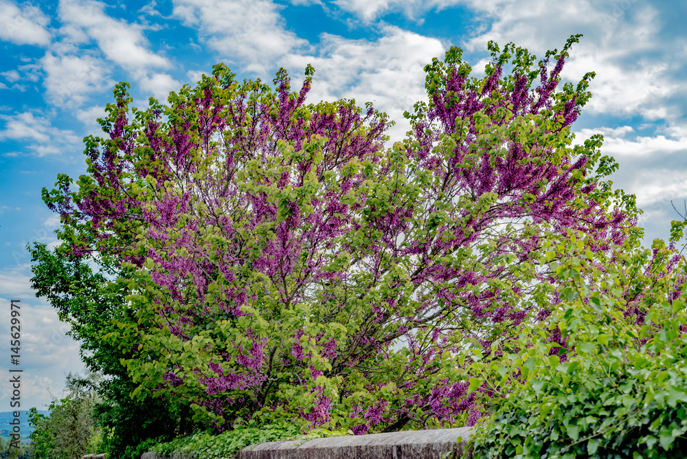 Obraz premium Spring flowers in the streets of classic chianti in tuscany italy