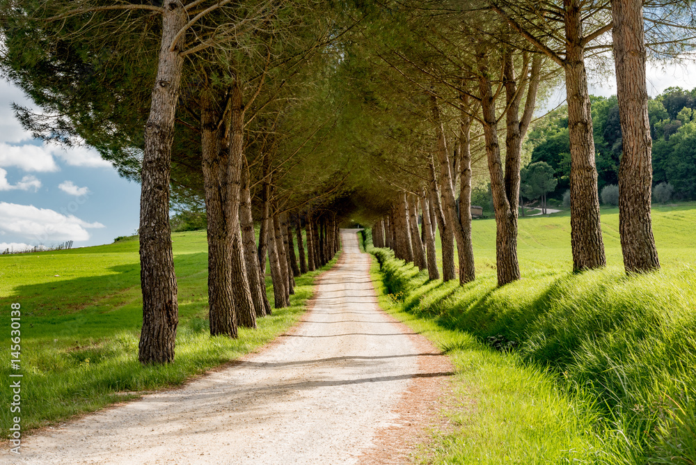 Panorama of tuscany in province of siena