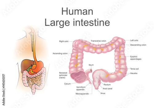 The large intestine, also called the colon, is part of the final stages of digestion,  Vector Illustration.. photo
