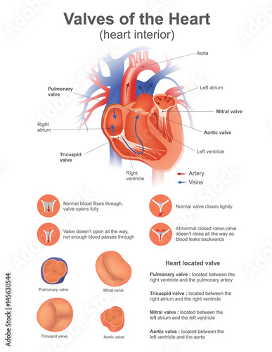 A heart valve opens or closes incumbent on differential blood pressure on each side..Vector design. photo