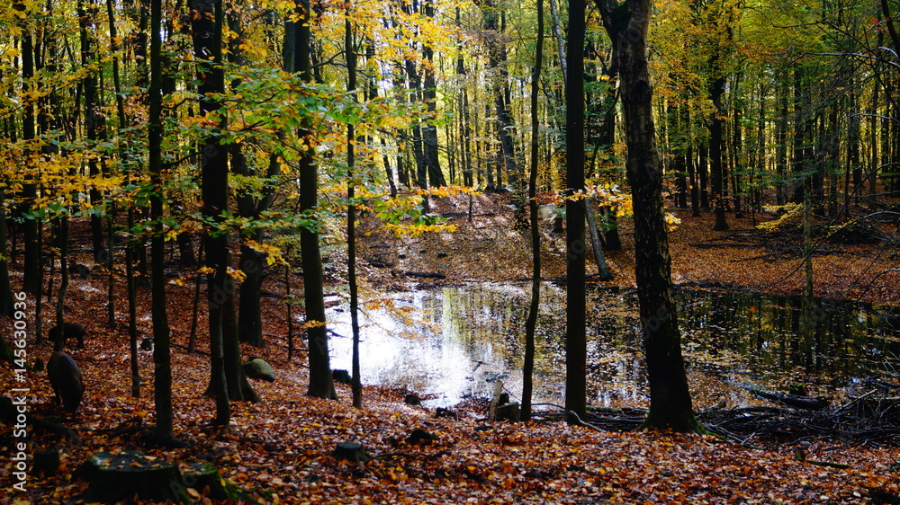 Obraz premium Wildpark im Herbst