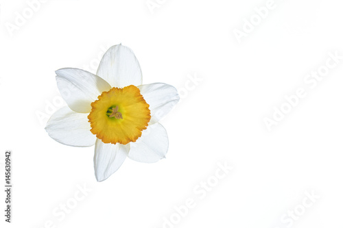 Fototapeta Naklejka Na Ścianę i Meble -  Daffodil white flower on a white background. Spring flowers.