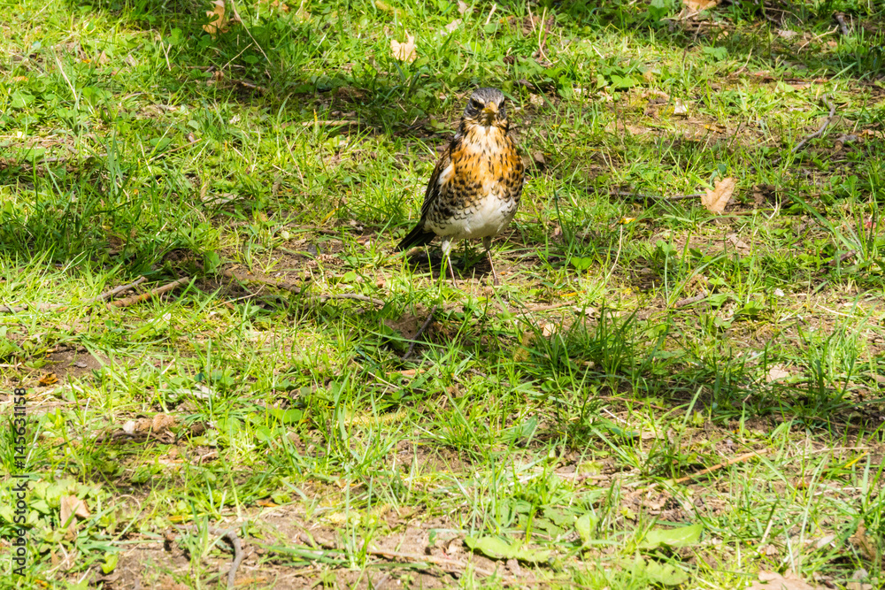Fototapeta premium Drossel auf Rasen