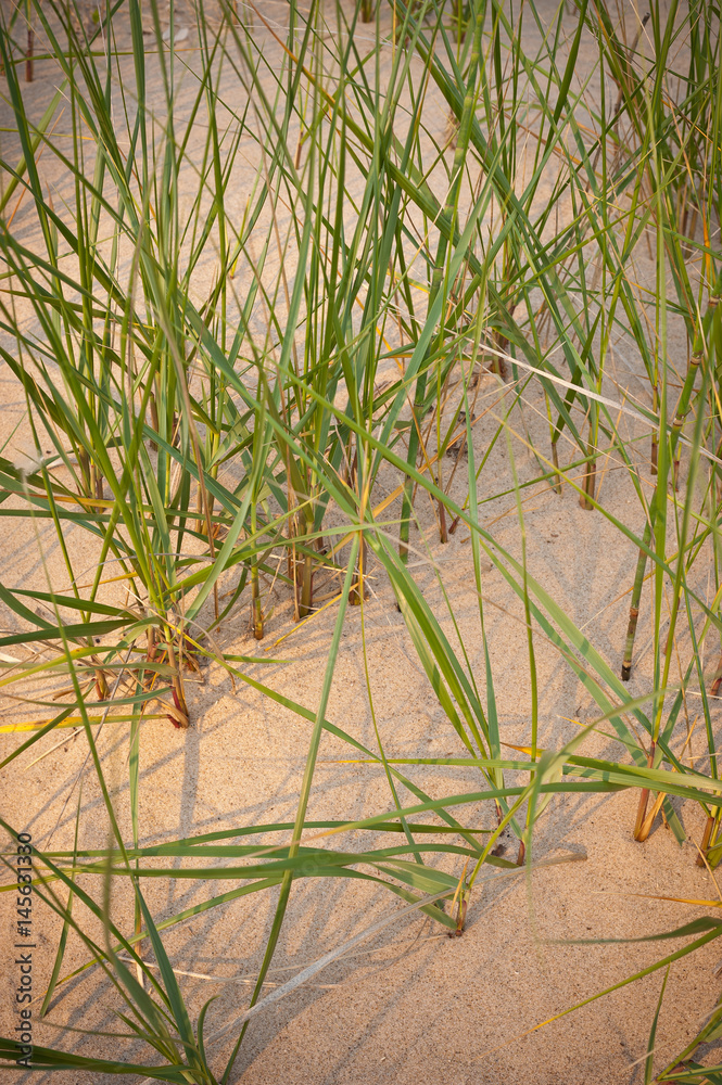 Obraz premium Marram Grasses Number 17
